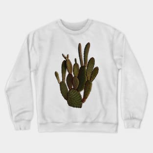 Opuntia Microdasys- Cacti, Cactus, Plant, Nature Crewneck Sweatshirt